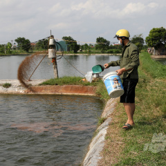 Trang trại nuôi cá thu lãi hơn 1 tỷ đồng/năm